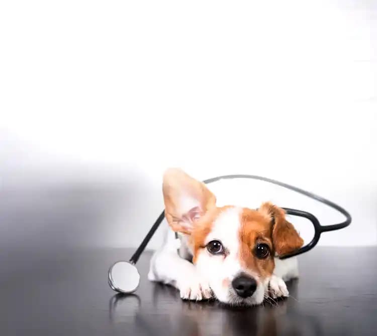 Veterinary Invoice Generator banner